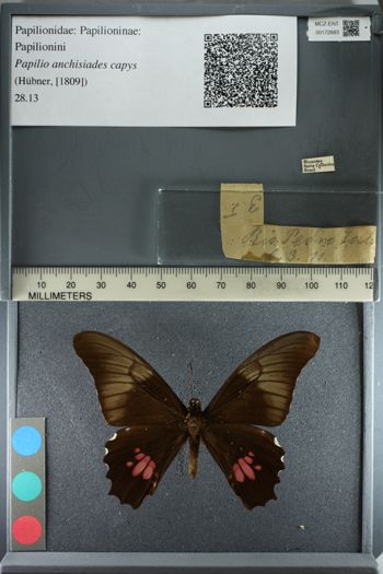 Media type: image;   Entomology 172683